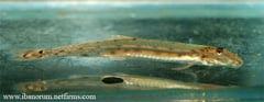 Acanthopsoides robertsi - note the distinctive dark marking in the caudal fin.