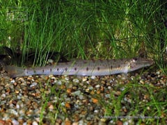 Subadult specimen of A. choirorhynchos (?).