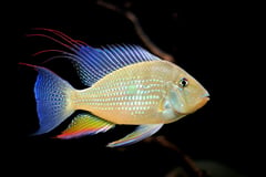 Adult male specimen.