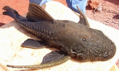 Live adult specimen collected from the rio Tocantins near the town of Estreito, Maranhão state, northeastern Brazil.
