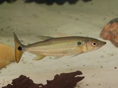 Adult female specimen.