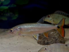 This is one of four species in the genus to possess a dark, roughly circular humeral spot.