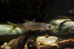 Subadult specimen...