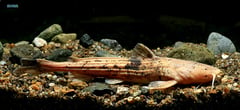 This species is virtually unknown in the aquarium trade.