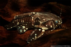 Typically-patterned individual.