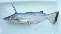 Adult specimen from the rio Tocantins.