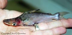 Subadult specimen from the Río Itaya, Peru.