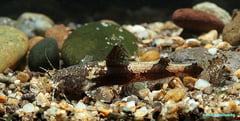 Specimen from southern Thailand.