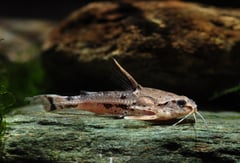 This species is often traded as A. hancockii, a name currently regarded synonymous with Platydoras hancockii.