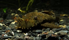 Adult male specimen.