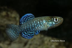 Adult male specimen from Ein Feshkha nature reserve, northwestern shore of the Dead Sea, in breeding colours, neutral mood.