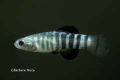 Adult male specimen in breeding colouration, aggressive mood.