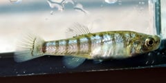 Male of Aphanius splendens.