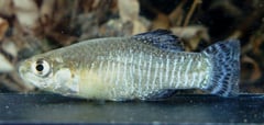 Male of Apricaphanius baeticus 'Rio de la Vega'.