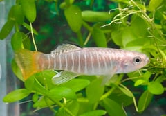 Male of Aphanius fasciatus from Malta.