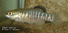 Male of Aphanius villwocki from Abbashalimpaşa, Anatolia, Turkey.