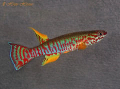 Adult male specimen; collection details unspecified.