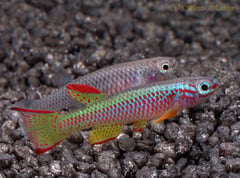 Adult pair, male at front.