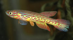 Adult male specimen; collection details not supplied.