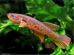 Adult male specimen; no collection details supplied.