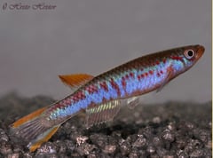 Adult male of A. mimbon GEMLC 04