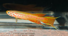 Adult male specimen.