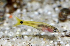 Male of B. gracilis.