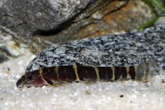 The specimens in our images were imported and sold as B. diabolica.