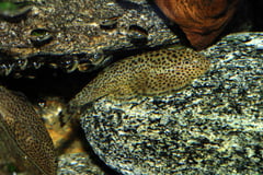 A typically-patterned male.