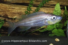 Benthochromis tricoti
