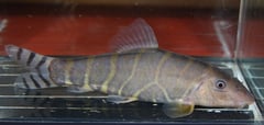 Large adult specimen of Botia dario.