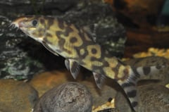 Adult male of B. histrionica - Ataran form?