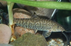 Adult female of B. lohachata?