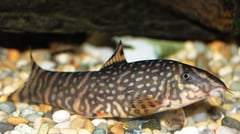 Adult male of B. sp. 'Upper Brahmaputra'.