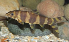 This is a subadult specimen in which the vertical body bars are still relatively unbroken.
