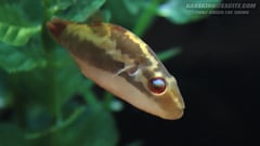Adult male individual from the U. S. aquarium trade.