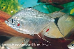 Catoprion mento