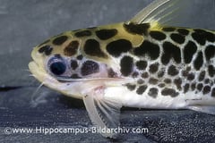 Centromochlus perugiae