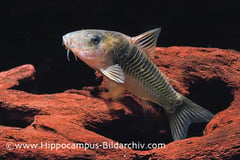 Corydoras melanotaenia
