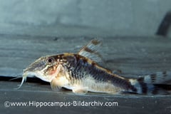 Corydoras semiaquilis