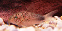 Corydoras similis