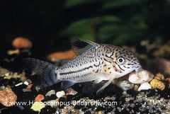 Corydoras trilineatus