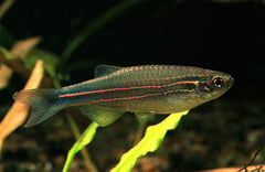 Specimen from mainland Thailand.