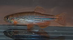 Male of the Meghalaya population, formerly referred to as Danio meghalayensis.