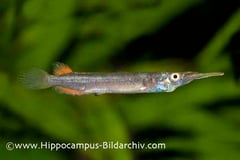 Dermogenys pusilla male