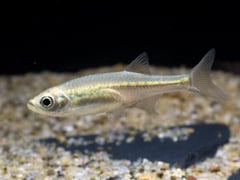 This specimen has just been introduced to a new aquarium and is exhibiting pale body colouration.