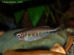 This species is easily diagnosable by its unique flank markings.
