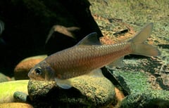 Discherodontus schroederi.