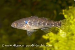 Dormitator lebretonis