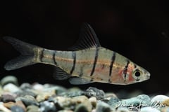Probable adult male of E. octozona.